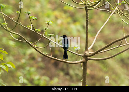 Spangled drongo, Dicrurus bracteatus, Mahananda Wildlife Sanctuary, Östlichen Himalaya, Indien. Stockfoto