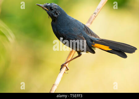 White-bellied Redstart, Latpanchar, Mahananda Wildlife Sanctuary, Östlichen Himalaya, Indien. Stockfoto