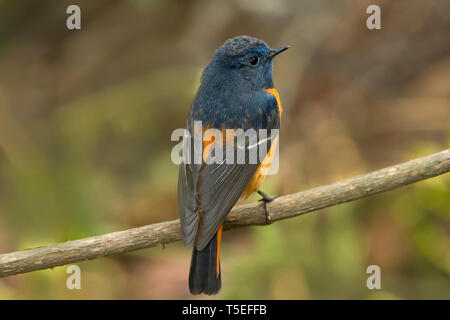 Blau fronted redstart Phoenicurus, frontalis, Östlichen Himalaya, Lava, Indien. Stockfoto