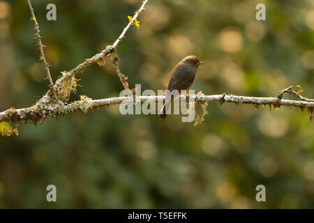 Blue-fronted Redstart, weiblich, Phoenicurus frontalis, östlichen Himalaya Vögel, Lava, Indien. Stockfoto