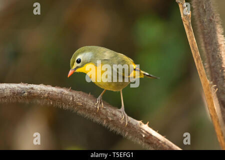 Red-billed leiothrix, Leiothrix lutea, östlichen Himalaya Vögel, Lava, Indien. Stockfoto