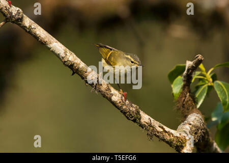 Buff verjähren Grasmücke, Phylloscopus pulcher, singalila Nationalpark, Darjeeling, West Bengal, Indien. Stockfoto