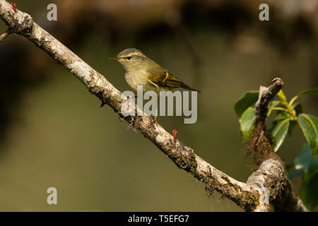 Buff verjähren Grasmücke, Phylloscopus pulcher, singalila Nationalpark, Darjeeling, West Bengal, Indien. Stockfoto