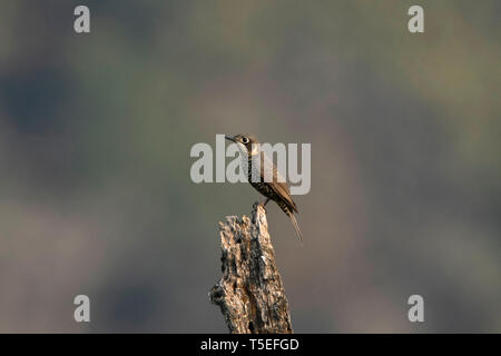 Chestnut-bellied rock Thrush, weiblich, Monticola rufiventris, singalila Nationalpark, Darjeeling, West Bengal, Indien. Stockfoto