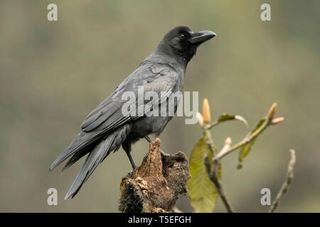 Große-billed Crow, Corvus macrorhynchos, singalila Nationalpark, Darjeeling, West Bengal, Indien. Stockfoto