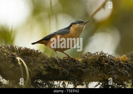 White-tailed Kleiber, Sitta himalayensis, singalila Nationalpark, Darjeeling, West Bengal, Indien. Stockfoto