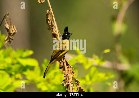 Black-Crested bulbul, Pycnonotus flaviventris, Mahananda Wildlife Sanctuary, Östlichen Himalaya, Indien. Stockfoto