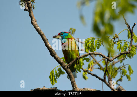 Blue-throated Barbet, Erythristic Variante, Megalaima asiatica, Mahananda Wildlife Sanctuary, Östlichen Himalaya, Indien. Stockfoto