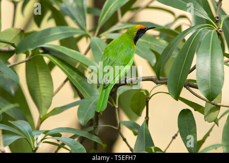 Golden-fronted leafbird, Chloropsis aurifrons, Mahananda Wildlife Sanctuary, Östlichen Himalaya, Indien. Stockfoto