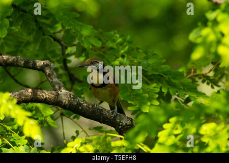 Mehr necklaced laughingthrush, Pterorhinus pectoralis, Mahananda Wildlife Sanctuary, Östlichen Himalaya, Indien. Stockfoto