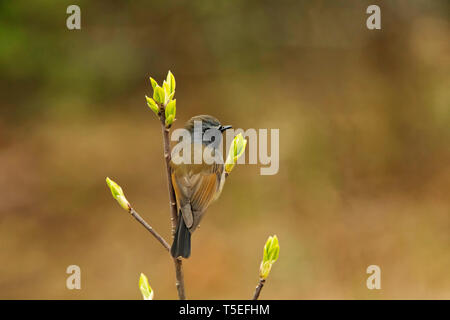 Rufous-gorgeted Fliegenfänger, Ficedula strophiata, singalila Nationalpark, Darjeeling, West Bengal, Indien. Stockfoto