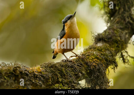 White-tailed Kleiber, Sitta himalayensis, singalila Nationalpark, Darjeeling, West Bengal, Indien. Stockfoto