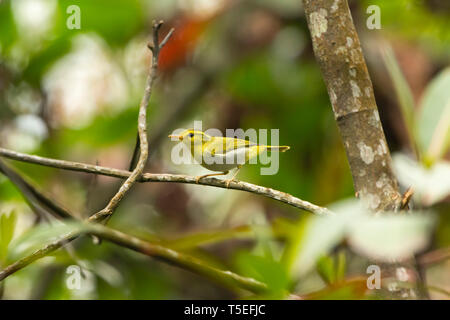 Gelb - belüftete Grasmücke, Phylloscopus cantator, Mahananda Wildlife Sanctuary, Östlichen Himalaya, Indien. Stockfoto