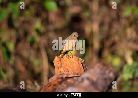 Blue-fronted Redstart, weiblich, Phoenicurus frontalis, Sattal Uttarakhand, Indien. Stockfoto