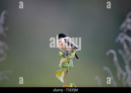 Gemeinsame, schwarzkehlchen Saxicola torquatus Sattal, Uttarakhand, Indien. Stockfoto