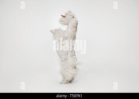 Präparierte Terrier Welpen mit flauschigen Fell. Cute white Little doggy oder Pet spielt und auf weißem Hintergrund isoliert. Studio photoshot. Negative Platz Ihr Text oder Bild einzufügen. Stockfoto