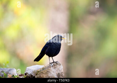 Blue pfeifen Thrush, Myophonus caeruleus, Sattal, Uttarakhand, Indien. Stockfoto