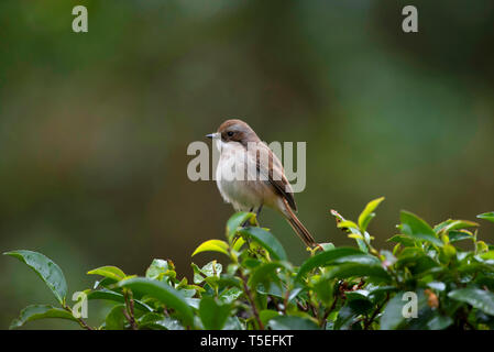 Grau bushchat, weiblich, Saxicola ferreus, Sattal, Uttarakhand, Indien. Stockfoto