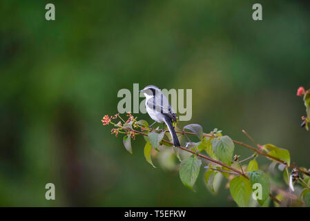 Grau bushchat, Saxicola ferreus, Sattal, Uttarakhand, Indien. Stockfoto