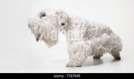 Präparierte Terrier Welpen mit flauschigen Fell. Cute white Little doggy oder Pet spielt und auf weißem Hintergrund isoliert. Studio photoshot. Negative Platz Ihr Text oder Bild einzufügen. Stockfoto