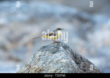 Gebirgsstelze, Motacilla cinerea, Sattal, Uttarakhand, Indien. Stockfoto