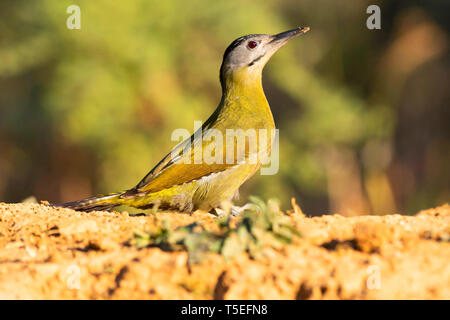 Graue Specht, weiblich, Picus canus, Sattal, Uttarakhand, Indien. Stockfoto