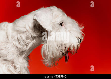 Präparierte Terrier Welpen mit flauschigen Fell. Cute white Little doggy oder Pet spielt und auf rotem Hintergrund isoliert. Studio photoshot. Negative Platz Ihr Text oder Bild einzufügen. Stockfoto