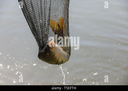 Ein Karpfen gefangen in einem Fischer net.. Karpfen Kescher nur vom Wasser aufgefangen Stockfoto