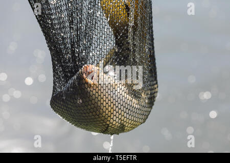Ein Karpfen gefangen in einem Fischer net.. Karpfen Kescher nur vom Wasser aufgefangen Stockfoto