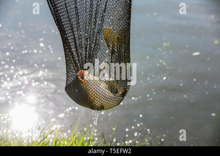 Ein Karpfen gefangen in einem Fischer net.. Karpfen Kescher nur vom Wasser aufgefangen Stockfoto