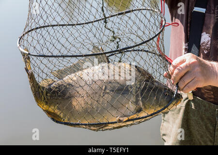 Ein Karpfen gefangen in einem Fischer net.. Karpfen Kescher nur vom Wasser aufgefangen Stockfoto