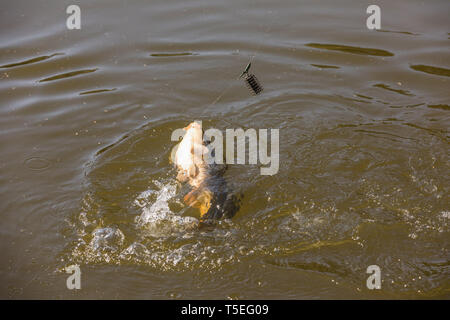Karpfen Kescher nur vom Wasser aufgefangen Stockfoto