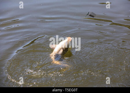 Karpfen Kescher nur vom Wasser aufgefangen Stockfoto