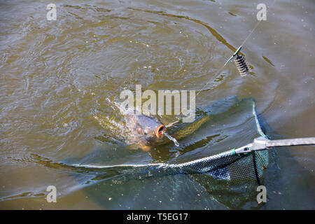 Ein Karpfen gefangen in einem Fischer net.. Karpfen Kescher nur vom Wasser aufgefangen Stockfoto