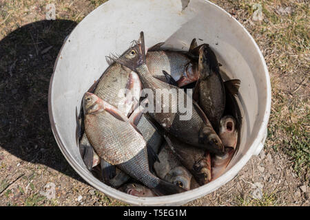 Mehrere kleine Fische in einem Fisch Korb gefangen. Wenig Brassen in einem Eimer. Stockfoto