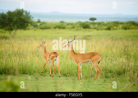 Zwei Uganda Kobs im Murchison Falls National Park Stockfoto