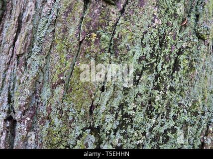 Nahaufnahme Oberfläche der Rinde in einem Wald in hoher Auflösung Stockfoto