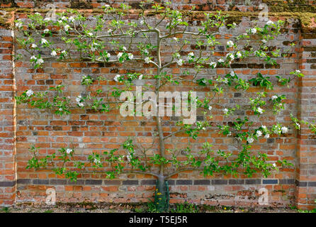 Spalier Apfelbaum, der peasgood Nonsuch, Norfolk, England Stockfoto