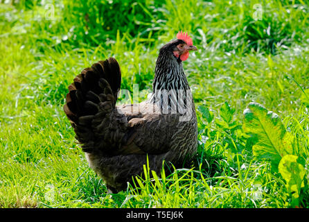 Inländische Huhn in langen grünen Gras, Norfolk, England Stockfoto