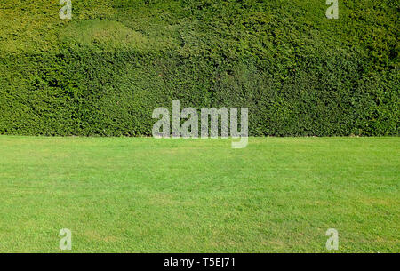 Eibe Hedge getrimmt und Rasen im Garten, Norfolk, England Stockfoto