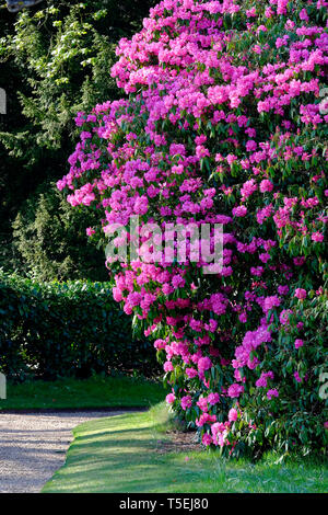 Rosa rhododendron Pflanzen im Garten, Norfolk, England Stockfoto