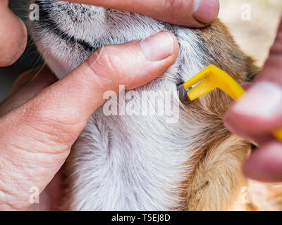 Der Eigentümer kümmert sich um den Hund chihuahua Hunderasse und aktivieren Sie die Bit in die Haut Milbe entfernen. Milbe saugt Blut bei Hunden. Entfernen von milbe aus der Hund Körper Stockfoto