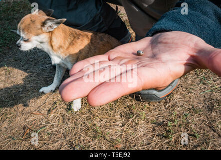 Die Zecke verstopften mit Blut bewegt sich auf der Hand close up, geschwollene Tick rührt in der handfläche von einem Mann vom Hund entfernt. Der Hund ist vom Zittern Stockfoto