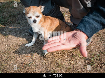 Die Zecke verstopften mit Blut bewegt sich auf der Hand close up, geschwollene Tick rührt in der handfläche von einem Mann vom Hund entfernt. Der Hund sieht und Schauer Stockfoto