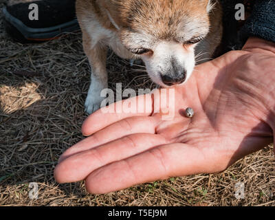 Die Zecke verstopften mit Blut bewegt sich auf der Hand close up, geschwollene Tick rührt in der handfläche von einem Mann vom Hund entfernt. Der Hund schnüffelt ein Häkchen, Stockfoto