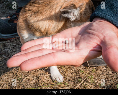 Die Zecke verstopften mit Blut bewegt sich auf der Hand close up, geschwollene Tick rührt in der handfläche von einem Mann vom Hund entfernt. Der Hund ist vom Zittern Stockfoto