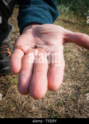 Die Zecke verstopften mit Blut bewegt sich auf der Hand close up, geschwollene Tick rührt in der handfläche von einem Mann vom Hund entfernt Stockfoto