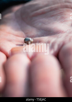 Die Zecke verstopften mit Blut bewegt sich auf der Hand close up, geschwollene Tick rührt in der handfläche von einem Mann vom Hund entfernt Stockfoto