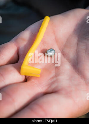 Die Zecke verstopften mit Blut bewegt und tick Removal Tool an der Hand, geschwollene Tick rührt in der handfläche von einem Mann vom Hund entfernt Stockfoto