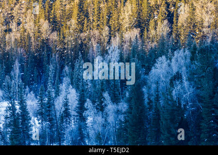 Schnee Wald im Winter. Die Schnee-bedeckten Gongnaisi Wald im Winter Stockfoto